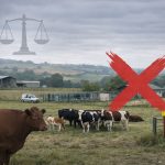 DNC bovine : peut-on contester un abattage sanitaire ?